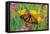 Milkweed Butterfly on California-null-Framed Stretched Canvas