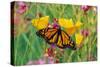 Milkweed Butterfly on California-null-Stretched Canvas