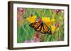 Milkweed Butterfly on California-null-Framed Photographic Print