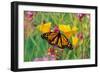 Milkweed Butterfly on California-null-Framed Photographic Print