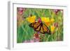 Milkweed Butterfly on California-null-Framed Photographic Print