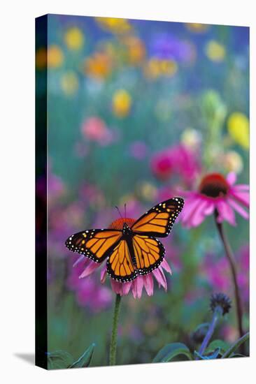 Milkweed Butterfly on Coneflower-null-Stretched Canvas