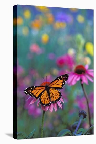 Milkweed Butterfly on Coneflower-null-Stretched Canvas