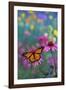 Milkweed Butterfly on Coneflower-null-Framed Photographic Print