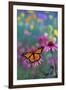 Milkweed Butterfly on Coneflower-null-Framed Photographic Print