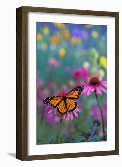 Milkweed Butterfly on Coneflower-null-Framed Photographic Print