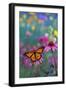 Milkweed Butterfly on Coneflower-null-Framed Photographic Print