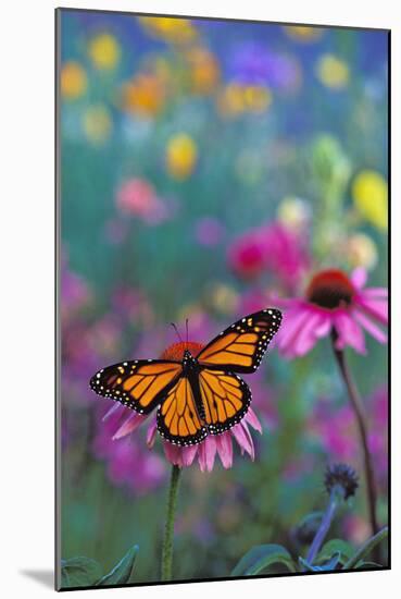 Milkweed Butterfly on Coneflower-null-Mounted Photographic Print