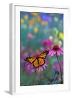 Milkweed Butterfly on Coneflower-null-Framed Photographic Print