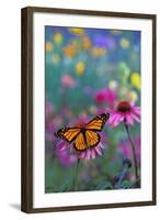 Milkweed Butterfly on Coneflower-null-Framed Photographic Print