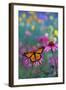 Milkweed Butterfly on Coneflower-null-Framed Photographic Print