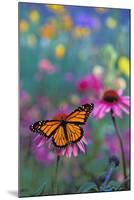 Milkweed Butterfly on Coneflower-null-Mounted Photographic Print