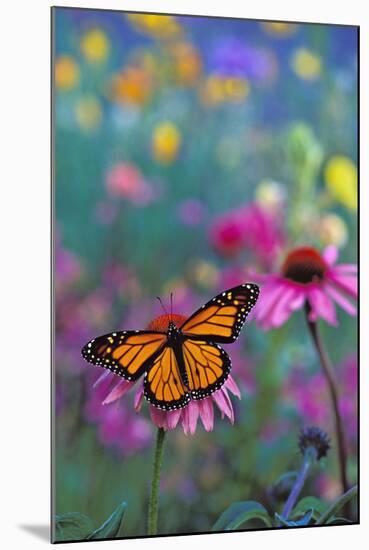 Milkweed Butterfly on Coneflower-null-Mounted Photographic Print