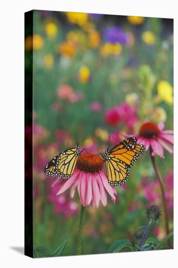 Milkweed Butterfly on Purple-null-Stretched Canvas