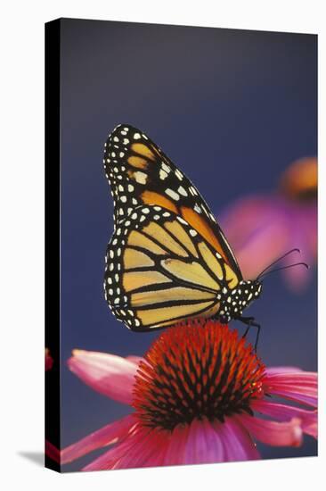 Milkweed Butterfly on Purple-null-Stretched Canvas