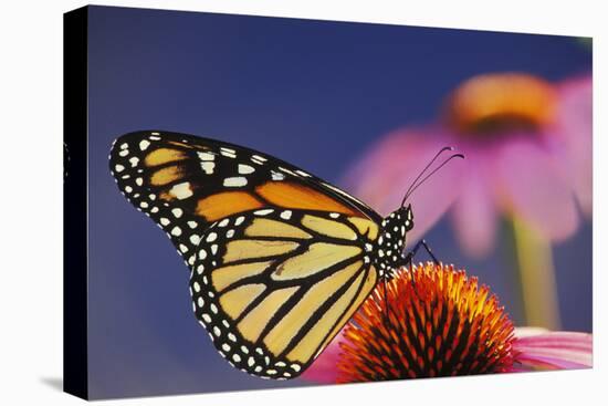 Milkweed Butterfly on Purple-null-Stretched Canvas