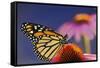 Milkweed Butterfly on Purple-null-Framed Stretched Canvas