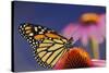 Milkweed Butterfly on Purple-null-Stretched Canvas