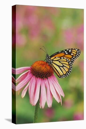 Milkweed Butterfly on Purple-null-Stretched Canvas