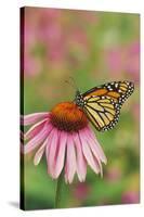 Milkweed Butterfly on Purple-null-Stretched Canvas