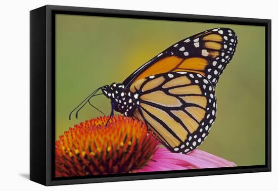 Milkweed Butterfly on Purple-null-Framed Stretched Canvas