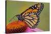 Milkweed Butterfly on Purple-null-Stretched Canvas