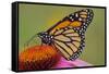 Milkweed Butterfly on Purple-null-Framed Stretched Canvas