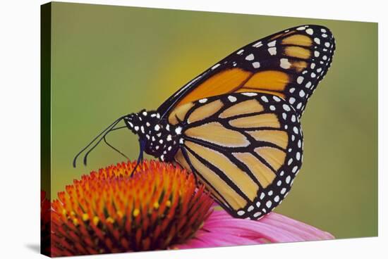 Milkweed Butterfly on Purple-null-Stretched Canvas