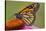 Milkweed Butterfly on Purple-null-Stretched Canvas