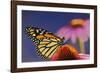 Milkweed Butterfly on Purple-null-Framed Photographic Print