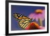 Milkweed Butterfly on Purple-null-Framed Photographic Print