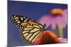 Milkweed Butterfly on Purple-null-Mounted Photographic Print