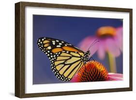 Milkweed Butterfly on Purple-null-Framed Photographic Print