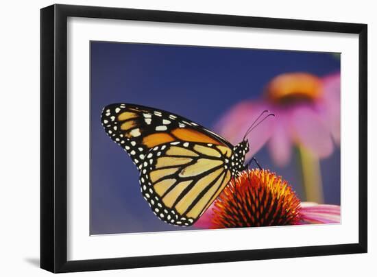 Milkweed Butterfly on Purple-null-Framed Photographic Print