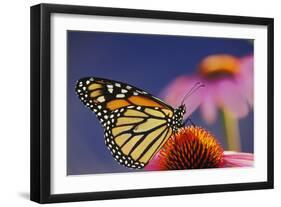 Milkweed Butterfly on Purple-null-Framed Photographic Print