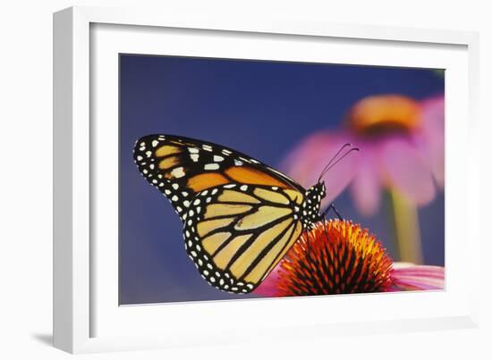 Milkweed Butterfly on Purple-null-Framed Photographic Print