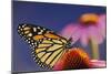 Milkweed Butterfly on Purple-null-Mounted Photographic Print