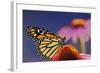 Milkweed Butterfly on Purple-null-Framed Photographic Print