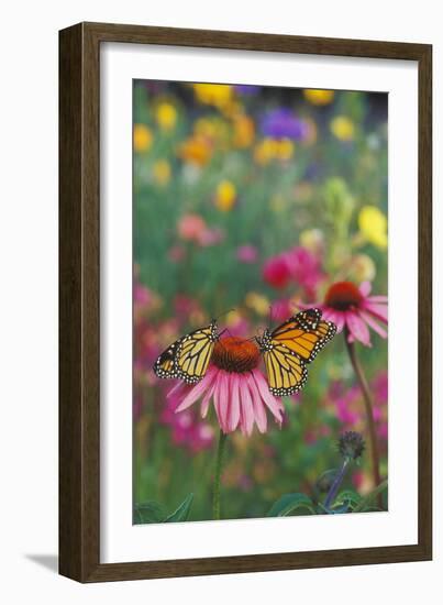 Milkweed Butterfly on Purple-null-Framed Photographic Print