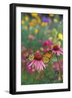 Milkweed Butterfly on Purple-null-Framed Photographic Print