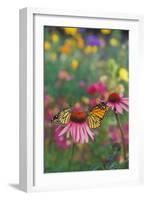 Milkweed Butterfly on Purple-null-Framed Photographic Print