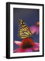 Milkweed Butterfly on Purple-null-Framed Photographic Print