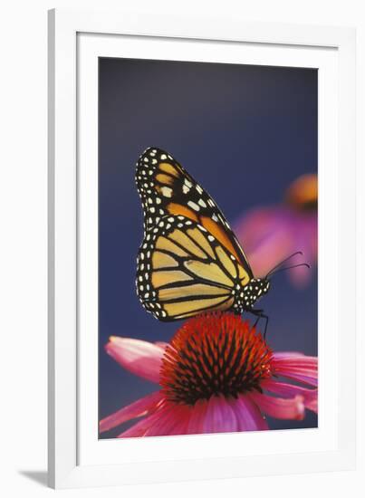 Milkweed Butterfly on Purple-null-Framed Photographic Print