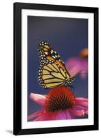 Milkweed Butterfly on Purple-null-Framed Photographic Print