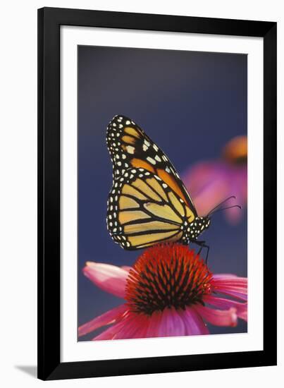 Milkweed Butterfly on Purple-null-Framed Photographic Print