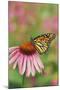 Milkweed Butterfly on Purple-null-Mounted Photographic Print