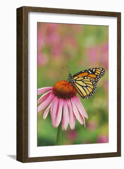 Milkweed Butterfly on Purple-null-Framed Photographic Print