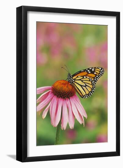 Milkweed Butterfly on Purple-null-Framed Photographic Print