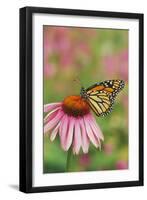 Milkweed Butterfly on Purple-null-Framed Photographic Print