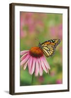 Milkweed Butterfly on Purple-null-Framed Photographic Print